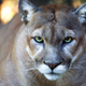 Illustration for article titled Realistic New Wildlife Campaign Just Asks Americans To Take A Good Last Look